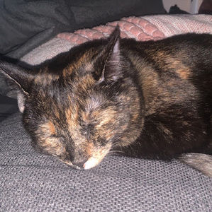 Meet your Posher, Bella